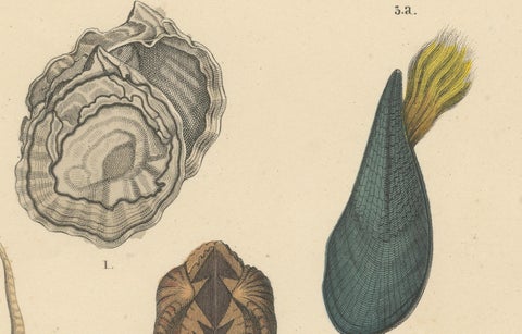 Shells & Bivalves Print: Mussels, Oysters, Scallops, Clams, Antique 1867, close-up 5