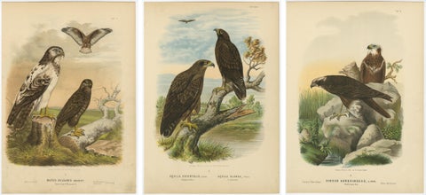 Birds of Prey Prints, Antique Set of Three, Raptors & Hawks, 19th Century, view 5