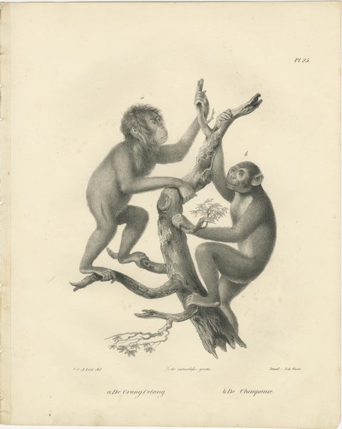 Orangutan, Chimpanzee, Siamang & Gibbons, Lithographs by C.Last, 1836, Primates, view 2
