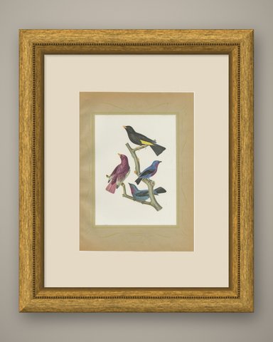 Purple-Throated and Other Cotingas, Brazilian Bird Print, Descourtilz, 1944, shown framed