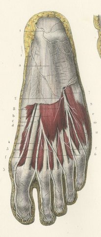 The Sole of the Foot in Four Layers, Antique Hirschfeld Anatomy Print, 1866, view 3