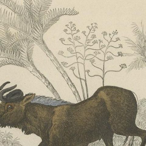 Antique Print of Antelopes, 1854, close-up 2