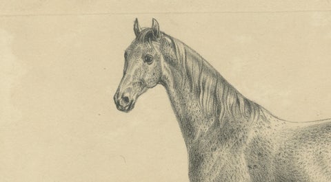 Antique Arabian Horse Lithograph “Burnu” by August Jäger, 1846, close-up 1
