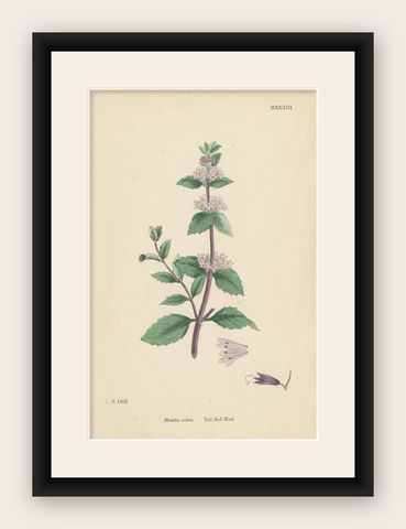 Antique Botany Print 'Tall Red Mint' by J. Sowerby, circa 1860, shown framed