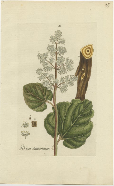 Set of 2 Antique Botany Prints - Rheum Rhapontieum & Rheum Palmatum, view 3