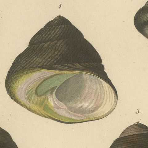 French Turbo Sea Shells Hand-Colored Natural History Engraving, 1832, close-up 6