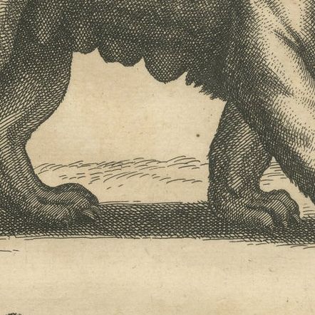 Original Antique Engraving of a Lion and Lioness, close-up 1