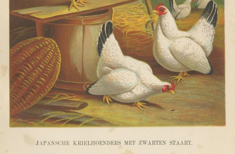 Japanese Bantams with Black Tails - A Rare 19th Century Poultry Lithograph, close-up 2