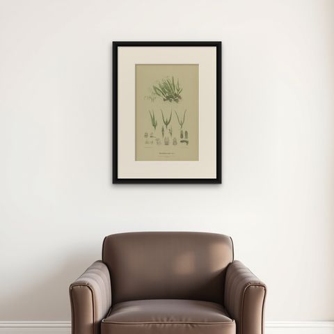 Antique Botany Print of the Pineapple Orchid, '1884', shown framed on a wall