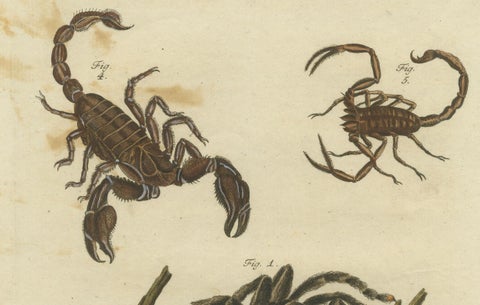 Goliath Bird-Eating Spider and Scorpions: Hand-Colored Engraving, 1792, close-up 2