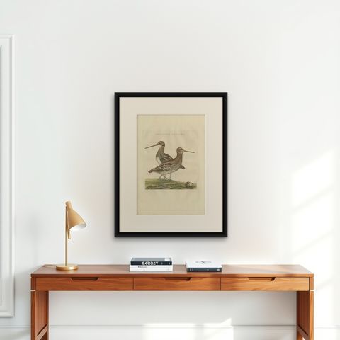 Antique Bird Print of the Great Snipe by Sepp & Nozeman, 1797, shown framed on a wall