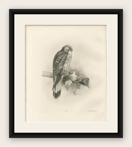 Antique Common Kestrel Bird Print by Lilian M. Medland, 1908, shown framed