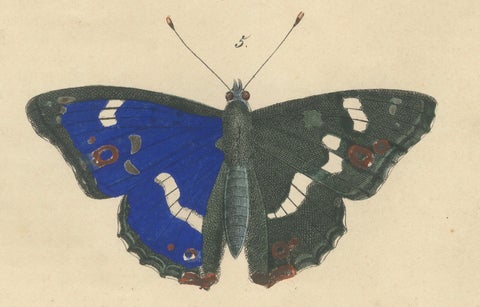 1848 Hand-Colored Lithograph of Butterfly Life Cycle, close-up 2