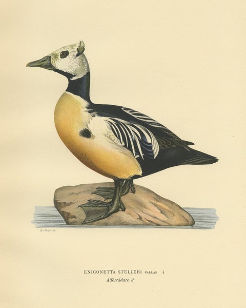 Antique Bird Print of the Steller's Eider by Von Wright, 1929, view 4