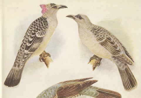 Antique Print of the Great Bower Bird and the Satin Bower Bird '1950', view 2