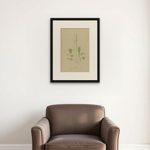 Antique Botany Print of the Slender Onion-Orchid & Common Onion Orchid, '1884', shown framed on a wall