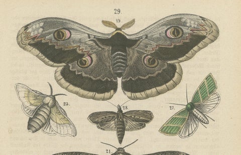 A Study in Wings: Hand-Colored Lepidoptera of the 19th Century, c.1895, close-up 2