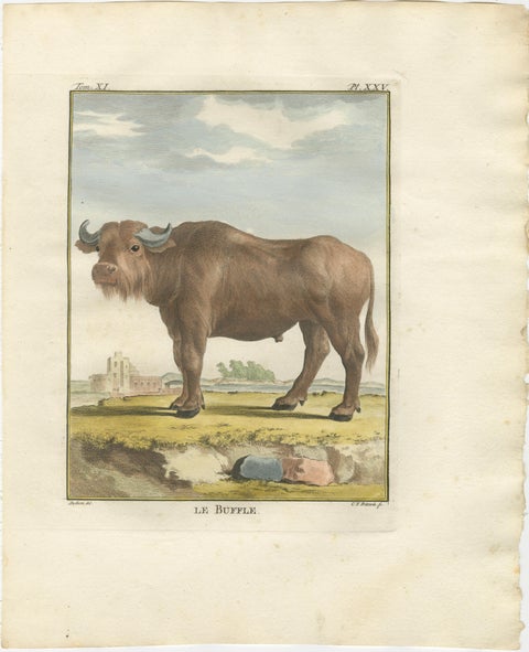 Antique Buffalo Engraving, Buffon Hand-Coloured Print Amsterdam 1769, view 2