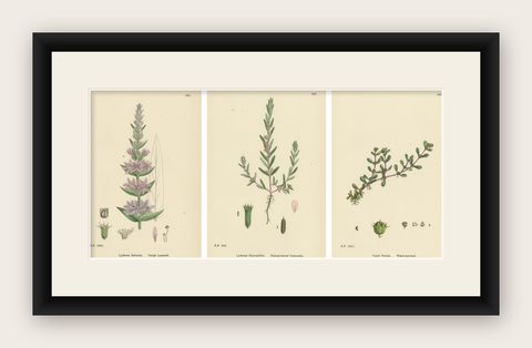 Botanical Engravings of Purple Loosestrife, Grass-Poly and Water-Purselane, 1902, shown framed