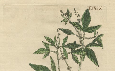 Exotic Botanicals and Rare Butterflies, Hand-Colored Dutch Prints from 1775, close-up 1