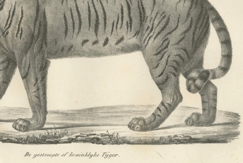 19th-Century Lithograph of the Majestic Striped or Royal Tiger, close-up 1