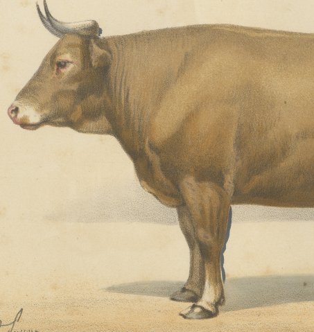 Bresse Ox, French Cattle Breed, Antique Chromolithograph by Borie, 1863, close-up 2