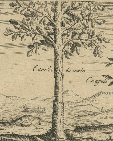 Spices of the Tropics: Cinnamon and Cassia in De Bry's 1601 Illustration, close-up 3