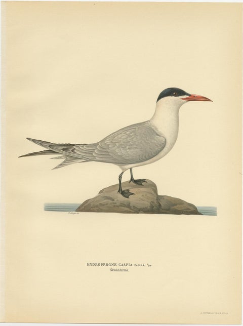 Antique Bird Print of the Caspian Tern by Von Wright, 1929, view 4