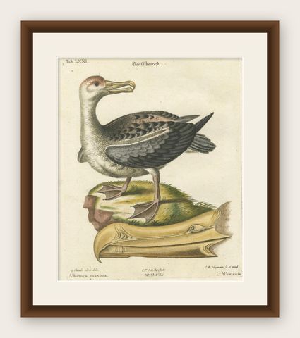 Der Albatros - Hand-Colored Engraving of the Albatross by Johann Seligmann, 1770, shown framed