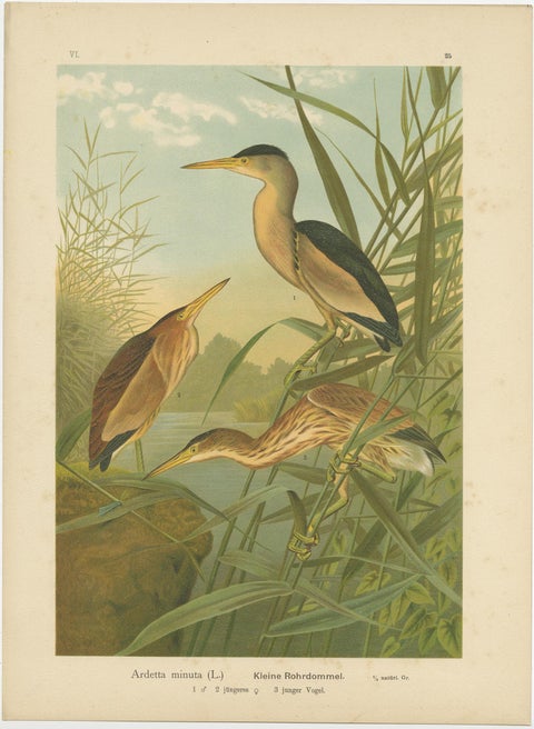 Bitterns in Reeds, Antique 19th Century Bird Chromolithograph of Little Bittern, view 2