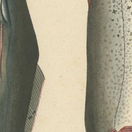 Antique Fish Print of the African Catfish and Electric Catfish by Drapiez '1853', close-up 1