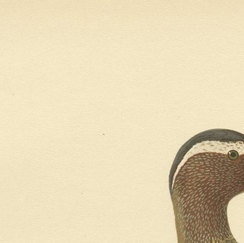 Antique Bird Print of the Garganey Duck by Von Wright '1929', close-up 1