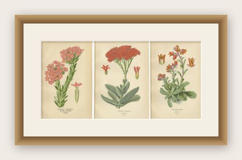 Old Botanical Succulent Prints: Scarlet Crassula, Crassula Falcata & Cotyledon, shown framed