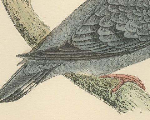Stock Dove Perched on a Forked Bough, Antique Bird Print, Morris, 1896, close-up 2