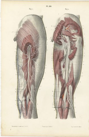 The Sciatic Nerve in the Thigh, Antique Hirschfeld Anatomy Print, 1866, view 2
