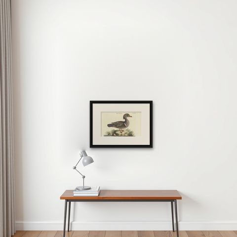 Wood Duck, Die Sommerente / Canard d’Été, after Mark Catesby, Seligmann, c.1770, shown framed on a wall