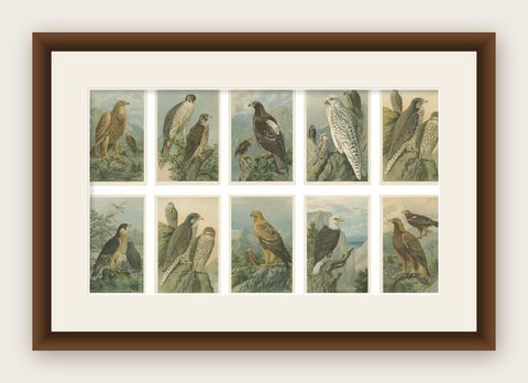 Birds of Prey, Complete Set of 10 Chromolithographs, Eagles & Falcons c1890, shown framed