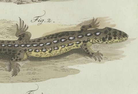 Original Antique Print of Four Exotic Lizards by Bertuch, 1802, close-up 6
