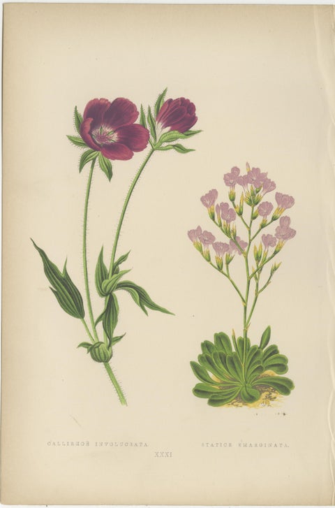 Alpine Botanical Prints of Alpine Blue Gilia and Purple Poppy Mallow, 1874, view 3