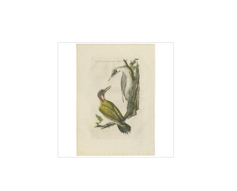 Antique Bird Print of the Green Woodpecker by Sepp & Nozeman, 1809, view 2