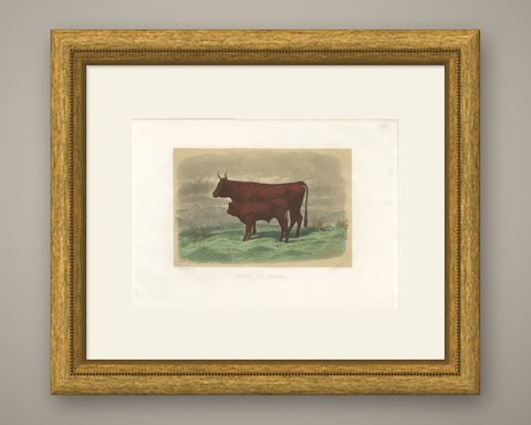 Salers Cow and Calf, Antique Cattle Print after Rosa Bonheur, 1873, shown framed