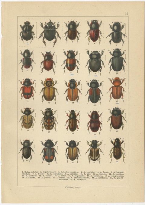 Victorian Beetle Prints Set of Four, Scarab & Stag Beetle Plates, 1893, view 4