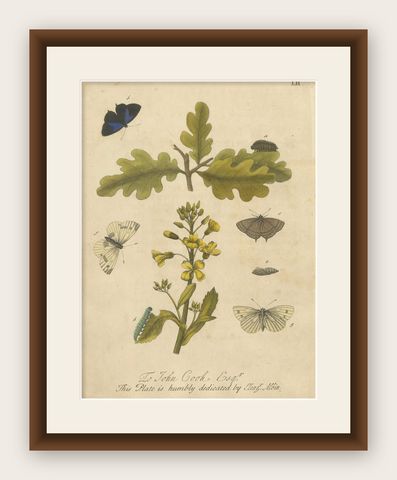 Butterfly Life Cycle on Oak & Wallflower, Albin Hand-Colored Engraving, 1720, shown framed