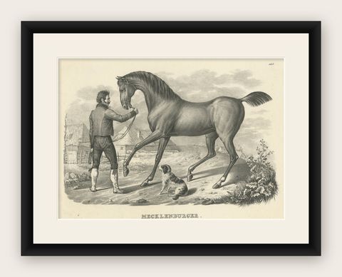 Antique Print of a Mecklenburger Horse, shown framed