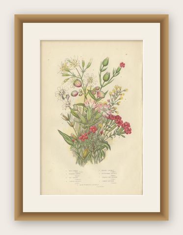 Antique Botany Print of Moss Campion, c.1860, shown framed