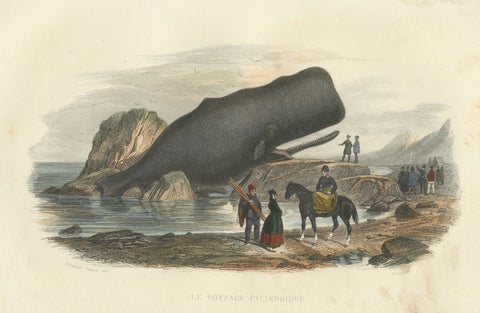 Le Physale Cylindrique (Sperm Whale), Hand-Colored Engraving, 1840