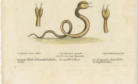 The Two-Headed Serpent and the Black Butterfly, 1749, close-up 1