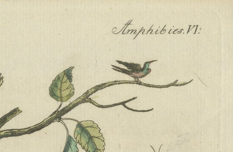 Antique Handcolored Engraving of Snakes and Amphibians, c.1800, close-up 3