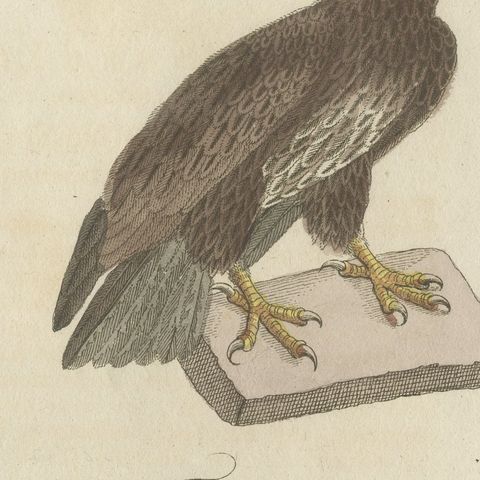 Six Hawks and Buzzards, Birds of Prey, Antique Bertuch Print, circa 1805, close-up 3
