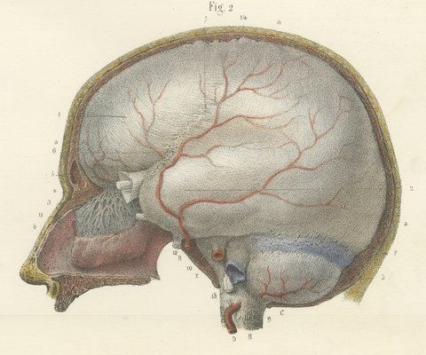 The Dura Mater of the Brain, Antique Hirschfeld Anatomy Print, 1866, view 4